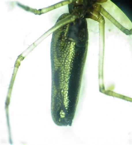 Tetragnatha sp.